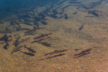 Brook Trout Swimming In The Clear Water of Little Molas Lake, Weminuche Wilderness Area, Colorado, USA