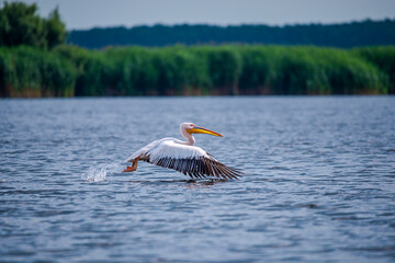 Landscapăe in Danube Delta