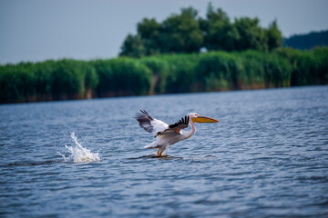 Landscapăe in Danube Delta