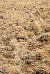 Wind Sweeped Grass at The San Francisco Peaks in Coconino National Forest