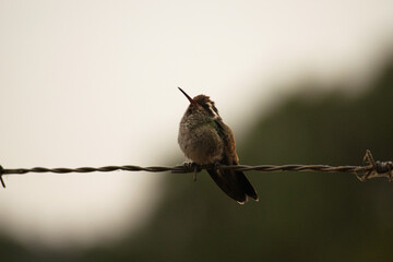 Colibrí en descanso. © Pablo