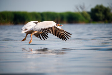 Landscapăe in Danube Delta