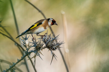 European Goldfinch Carduelis carduelis Costa Ballena Cadiz