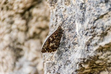 A butterfly on a boulder showcasing its camouflage with the surroundings found in the wild in the French Alps mountains near Puget-Theniers, France (Cote d'Azur, Provence)