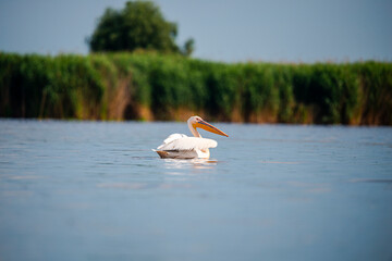 Landscapăe in Danube Delta