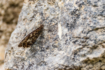 A butterfly on a boulder showcasing its camouflage with the surroundings found in the wild in the French Alps mountains near Puget-Theniers, France (Cote d'Azur, Provence)