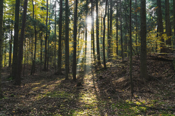 Fototapeta premium Słoneczny las o poranku