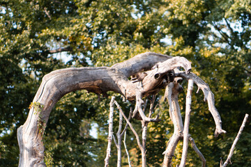 raccoon on the tree