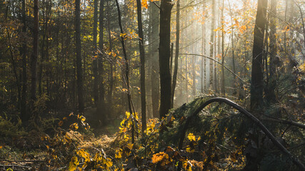 Słoneczny las o poranku © Jakub
