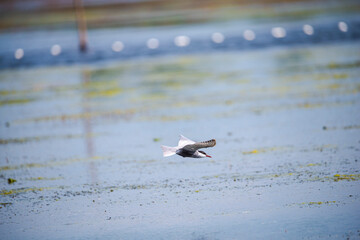 Landscapăe in Danube Delta
