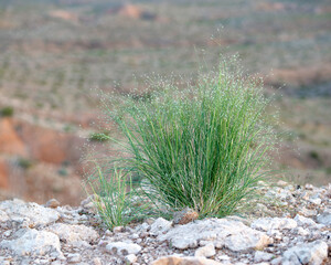 Indian Rice Grass (Stipa hymenoides) is a tussock-forming perennial bunchgrass that has also been...