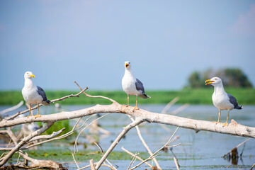 Landscapăe in Danube Delta