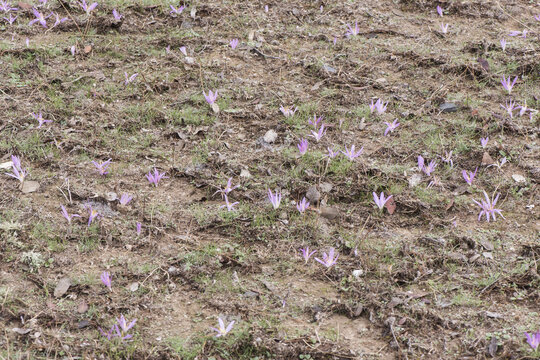 Merendera filifolia snack remover species of wild saffron with light purple petals and orange stamens with dew water droplets