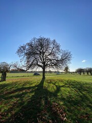 A view of Richmond Park in the Autumn Sun