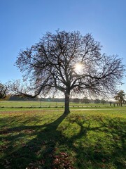 A view of Richmond Park in the Autumn Sun