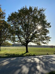 A view of Richmond Park in the Autumn Sun