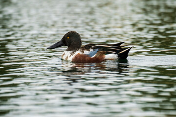 Northern Shoveler Spatula clypeata Costa Ballena Cadiz