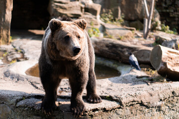 brown bear in zoo
