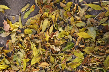 dry yellow leaves of trees in autumn on the ground. texture background for the design.