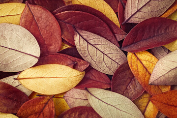 brown and yellow fallen leaves background