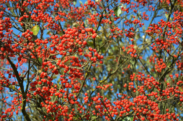 Rowan. red berry on a tree against a blue sky. background for the design.