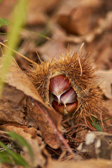 casta&ntilde;as de oto&ntilde;o en su funda de pinchos