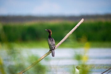 Landscape in Danube Delta, Romania
