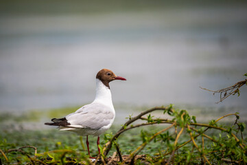 Fototapeta premium Landscape in Danube Delta, Romania