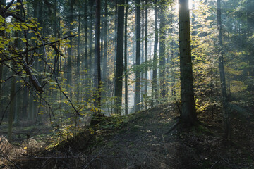 Fototapeta na wymiar Słoneczny las o poranku
