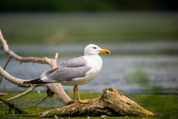 Fototapeta premium Landscape in Danube Delta, Romania