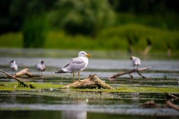 Landscape in Danube Delta, Romania