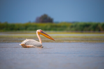 Landscape in Danube Delta, Romania