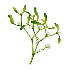Vector realistic image of mistletoe white isolated. Set of hand drawn mistletoe branches and berries.
Vector illustration sketch on white background for a greeting card. Vector graphics.