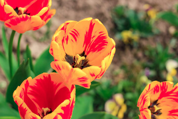 Beautiful yellow, orange and red tulips in a flowerbed. Floral natural spring background.