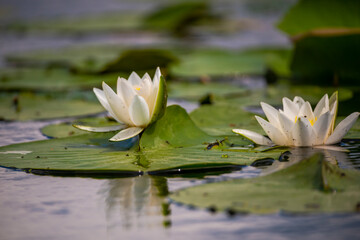 Landscape in Danube Delta, Romania