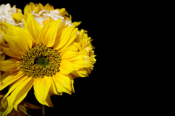 Yellow sunflowers on a black background