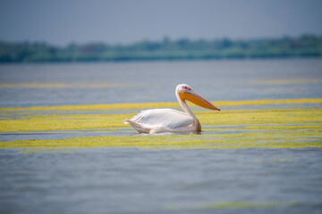 Wild birds in Danube Delta
