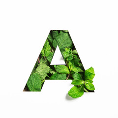 Letter A of English alphabet of green mint natural leafs and cut paper isolated on white. Leaves...
