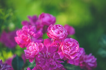 Beautiful many pink roses with water drops in autumn garden with amazing evening sunny light. Shallow depth of the field
