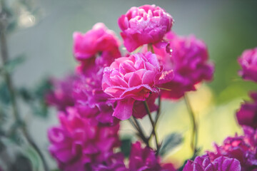 Beautiful many pink roses with water drops in autumn garden with amazing evening sunny light. Shallow depth of the field