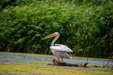 Wild birds in Danube Delta