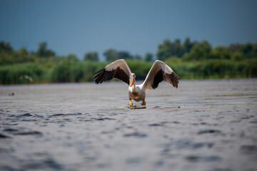 Wild pelican in Danube Delta