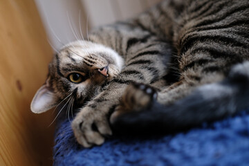 chat