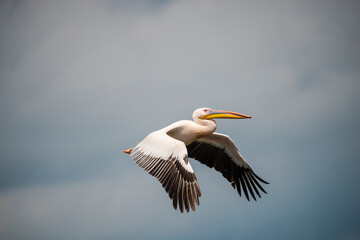 Wild pelican in Danube Delta