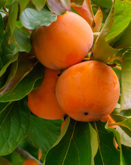 Ripe persimmon fruit on a branch