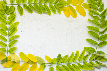 Autumn frame on osb board, painted with white paint, on it lie green, yellow autumn leaves of acacia