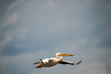 Wild pelican in Danube Delta