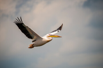 Wild pelican in Danube Delta