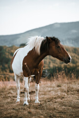 Horse on pasture. Portrait of young beautiful horse eating grass.