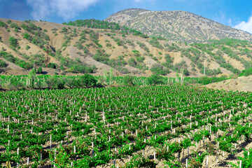 Fototapeta na wymiar Landscape of vineyard in mountains, nature background